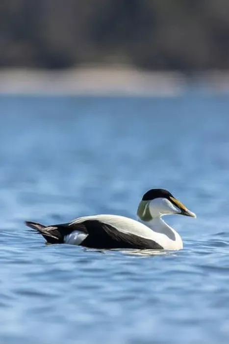 Framed Print : A male common eider in Finlad Framed Print : A male common eider in Finlad