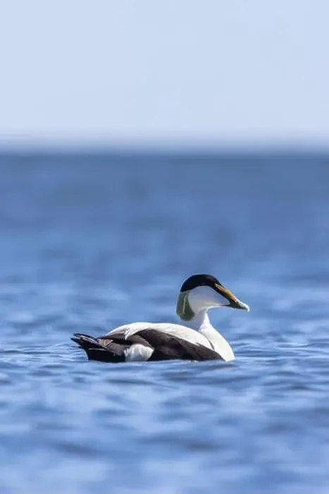 Framed Print : A male common eider in Finlad Framed Print : A male common eider in Finlad