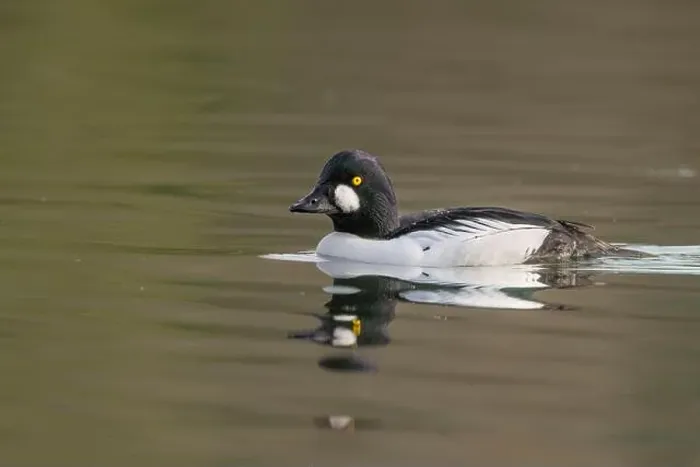 Framed Print : male Common Goldeneye (Bucephala clangula) floating on calm water Framed Print : male Common Goldeneye (Bucephala clangula) floating on calm water