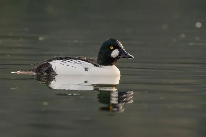 Framed Print : male Common Goldeneye (Bucephala clangula) floating on calm water Framed Print : male Common Goldeneye (Bucephala clangula) floating on calm water