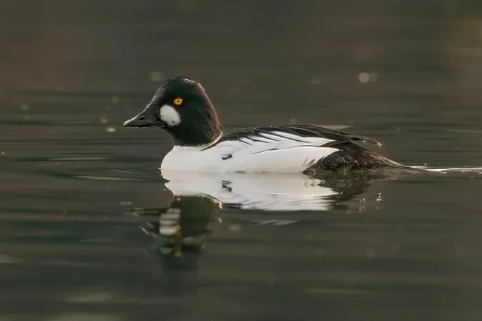 Framed Print : male Common Goldeneye (Bucephala clangula) floating on calm water Framed Print : male Common Goldeneye (Bucephala clangula) floating on calm water