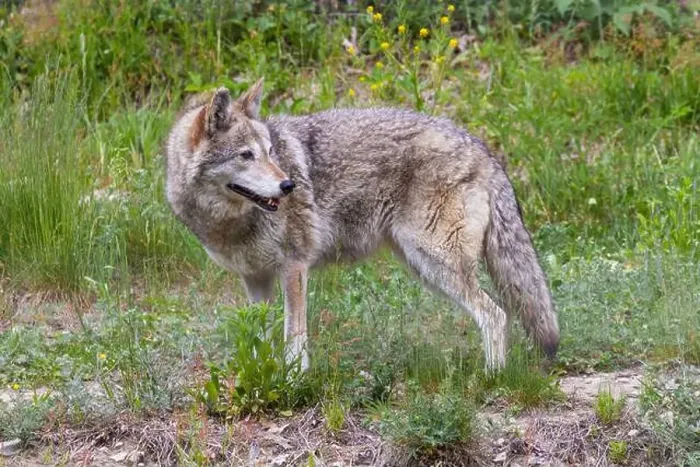 Framed Print : Male coyote (Canis latrans) in summer Framed Print : Male coyote (Canis latrans) in summer