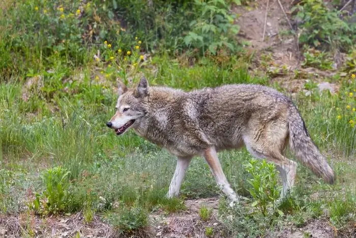 Framed Print : Male coyote (Canis latrans) in summer Framed Print : Male coyote (Canis latrans) in summer