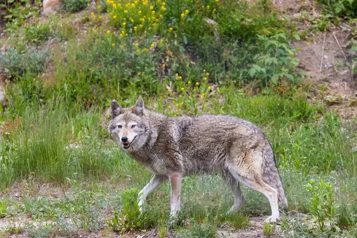 Framed Print : Male coyote (Canis latrans) in summer Framed Print : Male coyote (Canis latrans) in summer