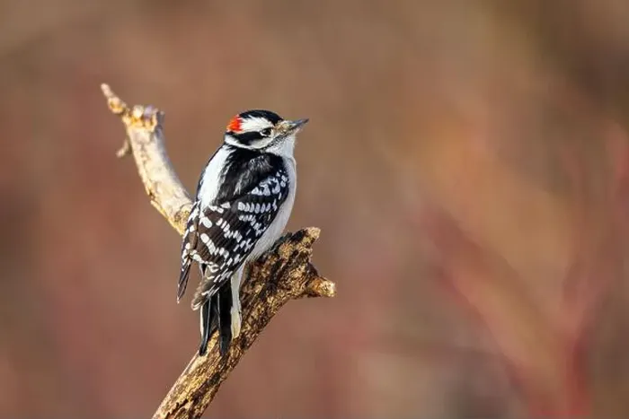 Framed Print : A male downy woodpecker perched on a branch Framed Print : A male downy woodpecker perched on a branch