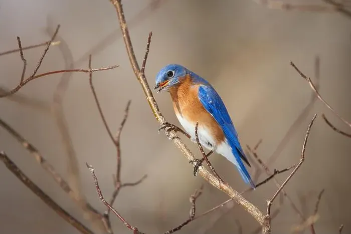 Framed Print : Male Eastern Bluebird calling from tree branches Framed Print : Male Eastern Bluebird calling from tree branches