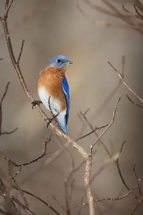 Framed Print : Male Eastern Bluebird perched on winter tree branches Framed Print : Male Eastern Bluebird perched on winter tree branches