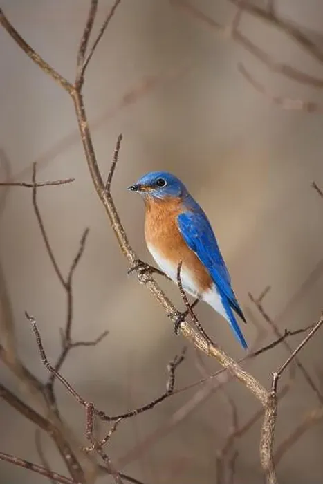 Framed Print : Male Eastern Bluebird perched on winter tree branches Framed Print : Male Eastern Bluebird perched on winter tree branches