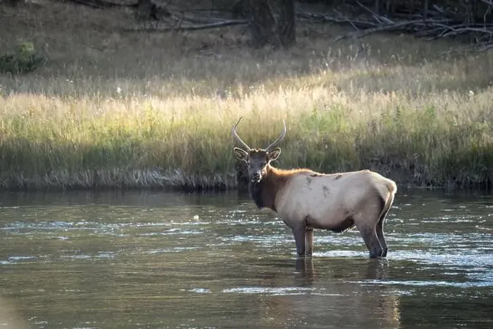 Framed Print : a male Elk (Cervus canadensis) standing in a river, with a herd of females Framed Print : a male Elk (Cervus canadensis) standing in a river, with a herd of females