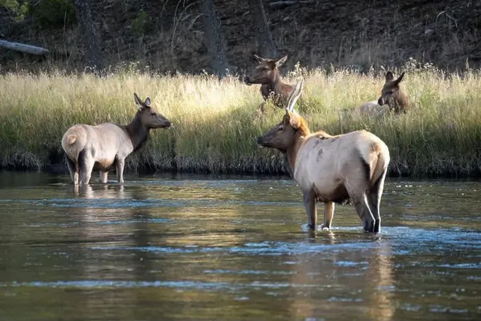 Framed Print : a male Elk (Cervus canadensis) standing in a river, with a herd of females Framed Print : a male Elk (Cervus canadensis) standing in a river, with a herd of females