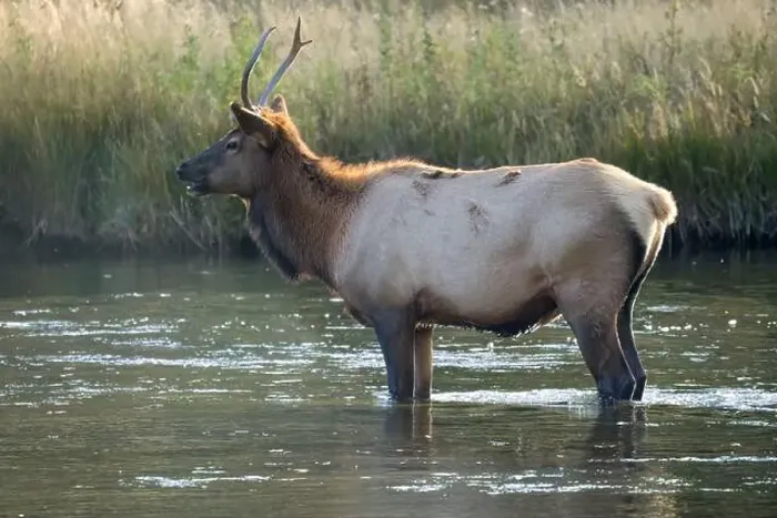 Framed Print : a male Elk (Cervus canadensis) standing in a river, with a herd of females Framed Print : a male Elk (Cervus canadensis) standing in a river, with a herd of females