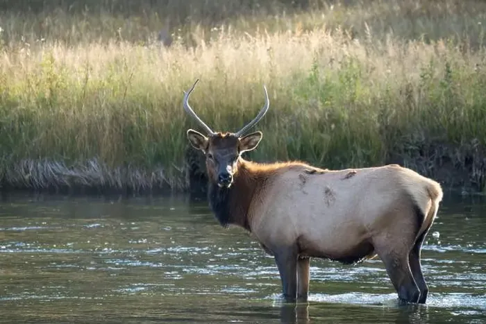 Framed Print : a male Elk (Cervus canadensis) standing in a river Framed Print : a male Elk (Cervus canadensis) standing in a river