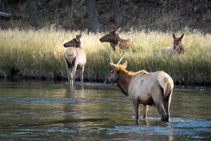 Framed Print : a male Elk (Cervus canadensis) standing in a river, with a herd of females Framed Print : a male Elk (Cervus canadensis) standing in a river, with a herd of females