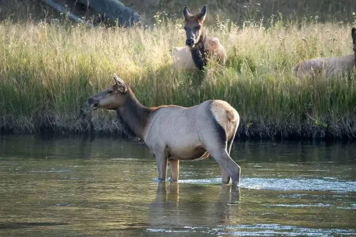 Framed Print : a male Elk (Cervus canadensis) standing in a river, with a herd of females Framed Print : a male Elk (Cervus canadensis) standing in a river, with a herd of females