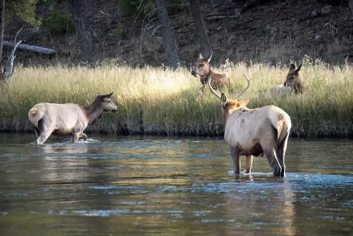 Framed Print : a male Elk (Cervus canadensis) standing in a river, with a herd of females Framed Print : a male Elk (Cervus canadensis) standing in a river, with a herd of females
