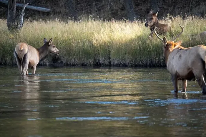 Framed Print : a male Elk (Cervus canadensis) standing in a river, with a herd of females Framed Print : a male Elk (Cervus canadensis) standing in a river, with a herd of females