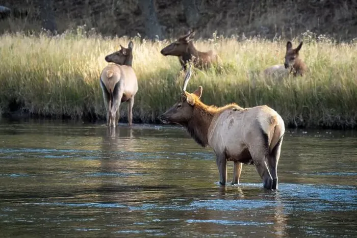 Framed Print : a male Elk (Cervus canadensis) standing in a river, with a herd of females Framed Print : a male Elk (Cervus canadensis) standing in a river, with a herd of females