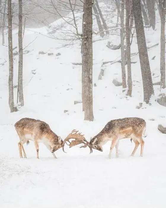 Framed Print : Two male fallow deer locking antlers rutting on a winter day Framed Print : Two male fallow deer locking antlers rutting on a winter day