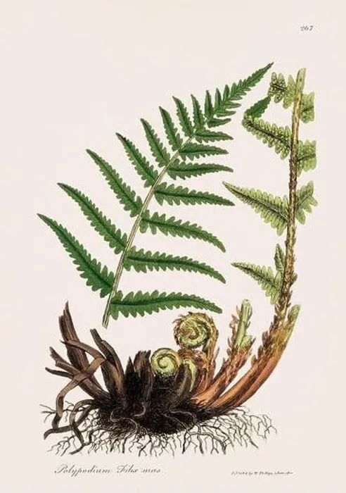 Framed Print : Male Fern. Botanical Illustration: Antique Medical Botanical Artwork from a 19th-century Botany Book Plate Framed Print : Male Fern. Botanical Illustration: Antique Medical Botanical Artwork from a 19th-century Botany Book Plate