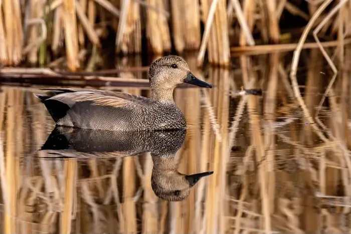 Framed Print : Male Gadwall at Ninepipe National Wildlife Refuge in the Mission Valley, Montana, USA Framed Print : Male Gadwall at Ninepipe National Wildlife Refuge in the Mission Valley, Montana, USA