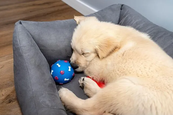 Framed Print : Male golden retriever puppy sleeping in a playpen with a rubber ball on modern vinyl panels in the living room of Framed Print : Male golden retriever puppy sleeping in a playpen with a rubber ball on modern vinyl panels in the living room of