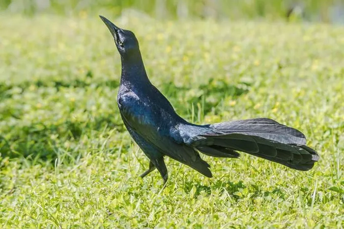 Framed Print : A male Great-tailed Grackle displays on grass on South Padre Island, Texas, USA Framed Print : A male Great-tailed Grackle displays on grass on South Padre Island, Texas, USA