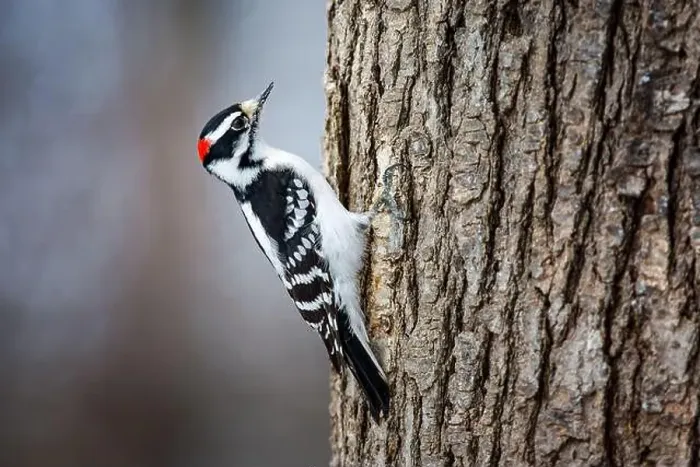 Framed Print : Male Hairy Woodpecker on tree trunk Framed Print : Male Hairy Woodpecker on tree trunk