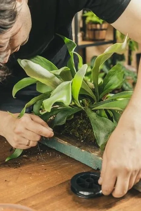 Framed Print : Male hands binding a Staghorn Fern to the wooden board with the fishing line. Mounting Platycerium on the wooden board DIY project Framed Print : Male hands binding a Staghorn Fern to the wooden board with the fishing line. Mounting Platycerium on the wooden board DIY project