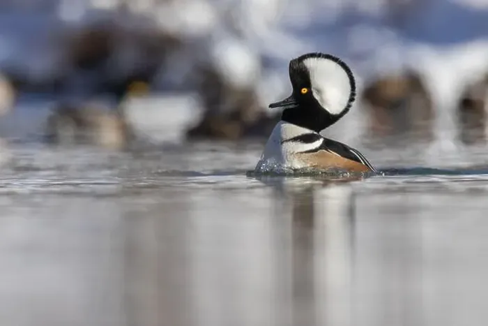 Framed Print : Male hooded merganser (Lophodytes cucullatus) in winter Framed Print : Male hooded merganser (Lophodytes cucullatus) in winter