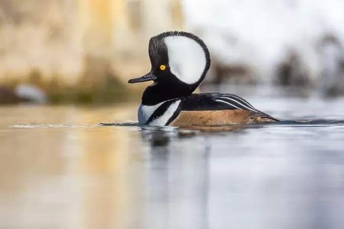 Framed Print : Male hooded merganser (Lophodytes cucullatus) in winter Framed Print : Male hooded merganser (Lophodytes cucullatus) in winter