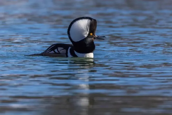 Framed Print : Male hooded merganser (Lophodytes cucullatus) in winter Framed Print : Male hooded merganser (Lophodytes cucullatus) in winter