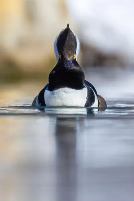 Framed Print : Male hooded merganser (Lophodytes cucullatus) in winter Framed Print : Male hooded merganser (Lophodytes cucullatus) in winter