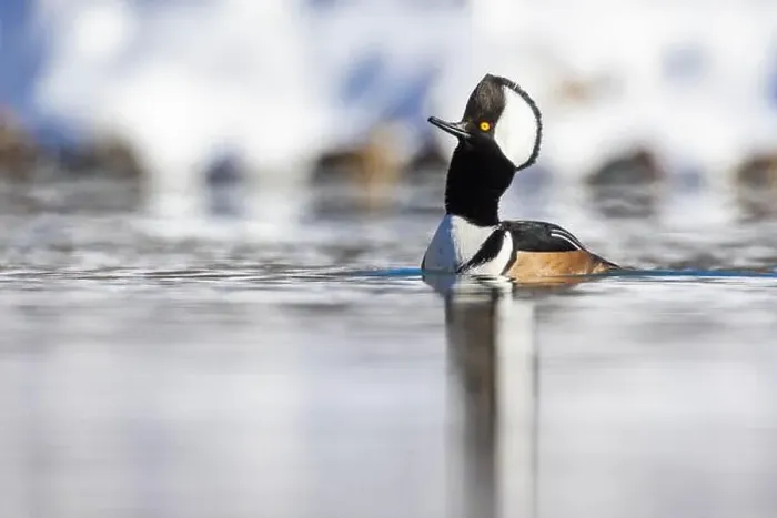 Framed Print : Male hooded merganser (Lophodytes cucullatus) in winter Framed Print : Male hooded merganser (Lophodytes cucullatus) in winter