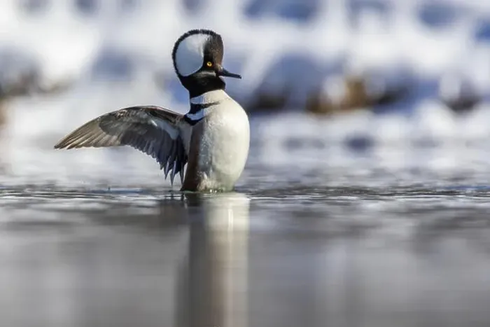 Framed Print : Male hooded merganser (Lophodytes cucullatus) in winter Framed Print : Male hooded merganser (Lophodytes cucullatus) in winter