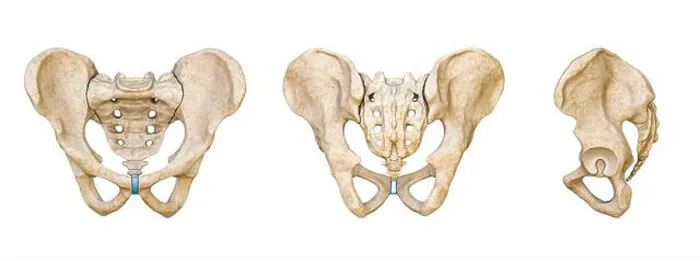 Framed Print : Male Human pelvis and sacrum bones posterior Framed Print : Male Human pelvis and sacrum bones posterior