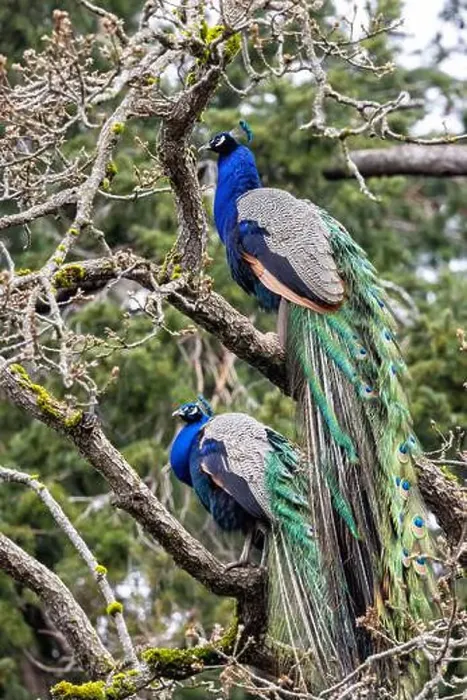 Framed Print : Male Indian peafowl or blue peafowl (Pavo cristatus) - Beacon Hill Park - Victoria
