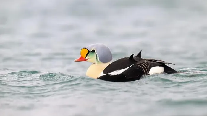 Framed Print : Male king eider (Somateria spectabilis) in water Framed Print : Male king eider (Somateria spectabilis) in water