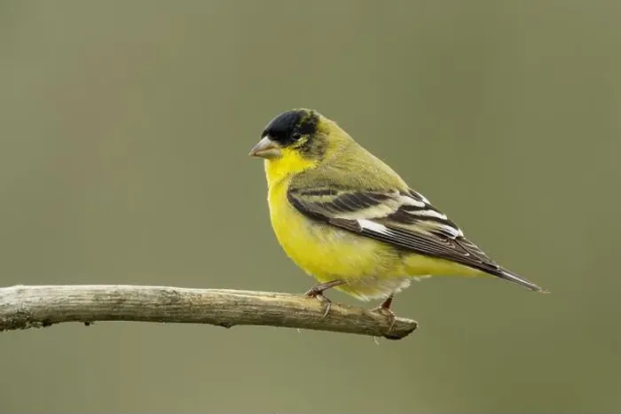 Framed Print : male Lesser Goldfinch (Spinus psaltria) perched on a back yard twig, Sacramento County California