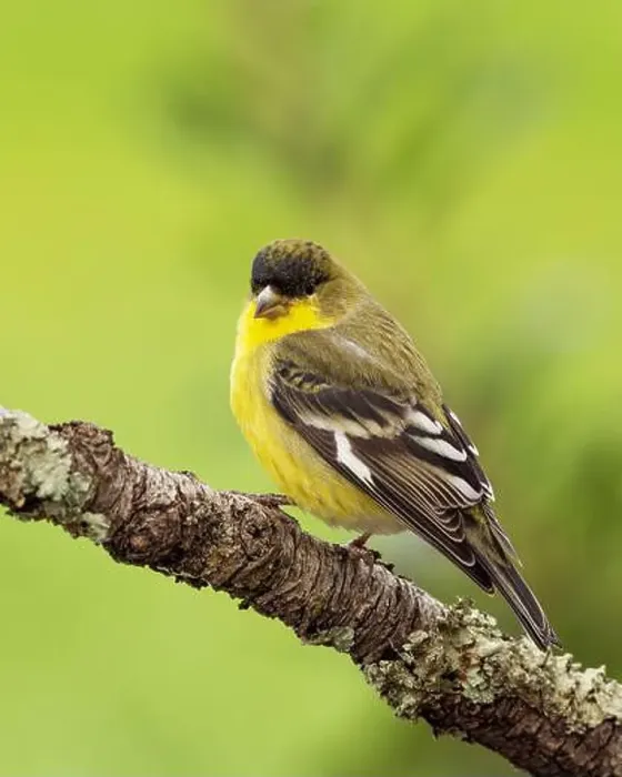 Framed Print : male Lesser Goldfinch (Spinus psaltria) perched on a back yard twig, Sacramento County California Framed Print : male Lesser Goldfinch (Spinus psaltria) perched on a back yard twig, Sacramento County California