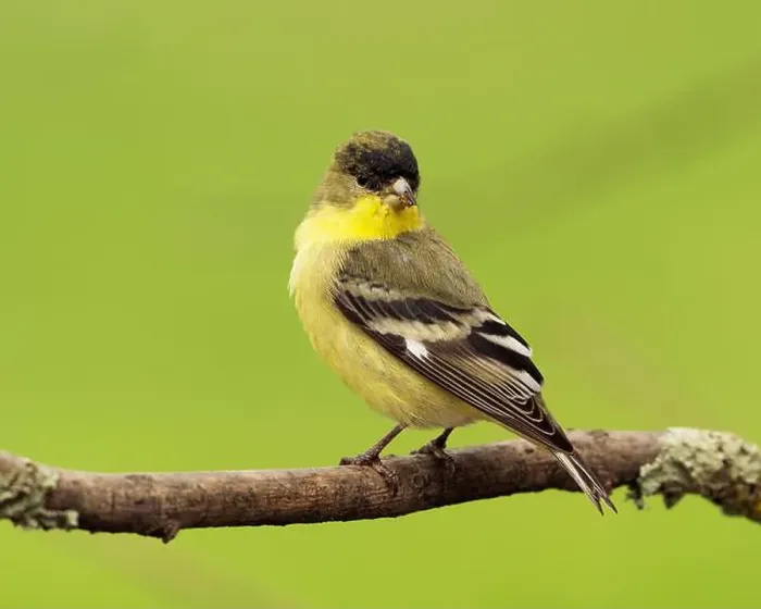 Framed Print : male Lesser Goldfinch (Spinus psaltria) perched on a back yard twig, Sacramento County California Framed Print : male Lesser Goldfinch (Spinus psaltria) perched on a back yard twig, Sacramento County California