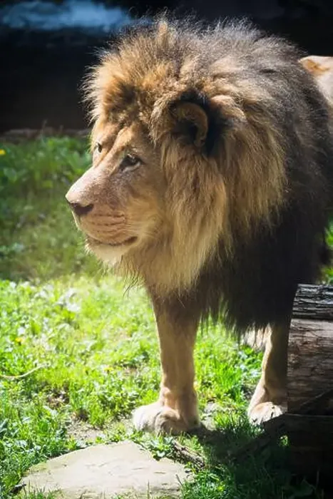 Framed Print : A male lion at the Oregon Zoo at Portland Oregon, USA