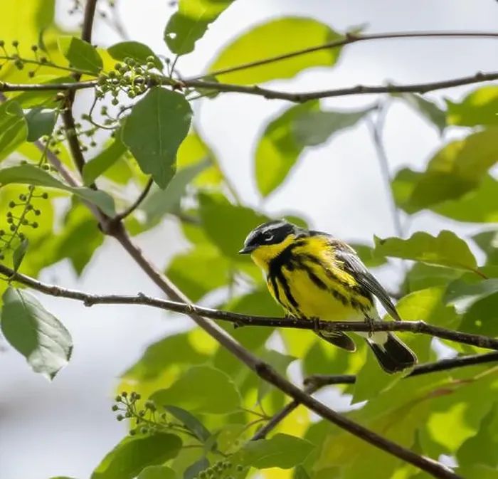 Framed Print : Male Magnolia Warbler in a green leafy habitat in spring in Ontario Framed Print : Male Magnolia Warbler in a green leafy habitat in spring in Ontario