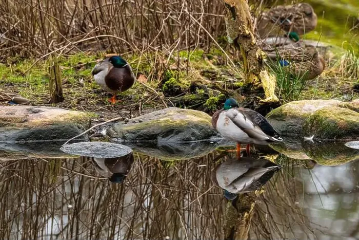 Framed Print : Male mallard Anas platyrhynchos resting in a pond Framed Print : Male mallard Anas platyrhynchos resting in a pond
