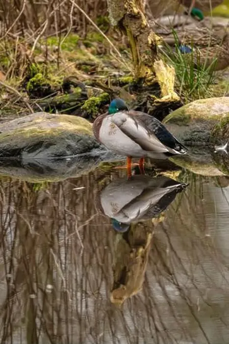 Framed Print : Male mallard Anas platyrhynchos resting in a pond Framed Print : Male mallard Anas platyrhynchos resting in a pond