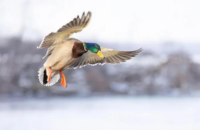 Framed Print : Male mallard duck drake in flight over the Ottawa river in Canada Framed Print : Male mallard duck drake in flight over the Ottawa river in Canada