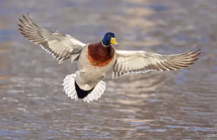 Framed Print : Male mallard duck drake in flight over the Ottawa river in Canada Framed Print : Male mallard duck drake in flight over the Ottawa river in Canada