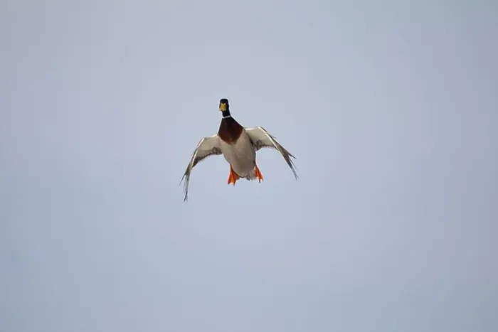 Framed Print : Male Mallard duck in steep descent with cupped wings Framed Print : Male Mallard duck in steep descent with cupped wings