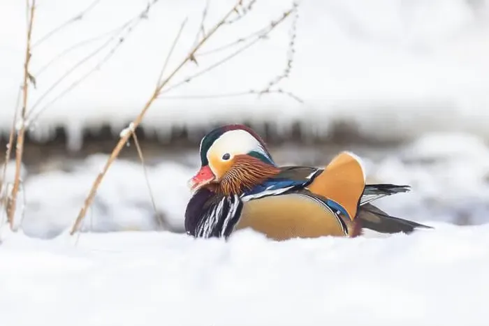 Framed Print : Male Mandarin duck (Aix galericulata) in winter
