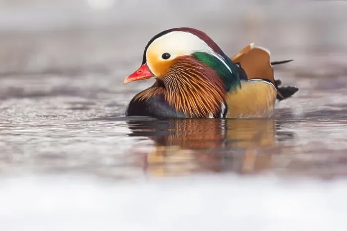 Framed Print : Male Mandarin duck (Aix galericulata) in winter Framed Print : Male Mandarin duck (Aix galericulata) in winter