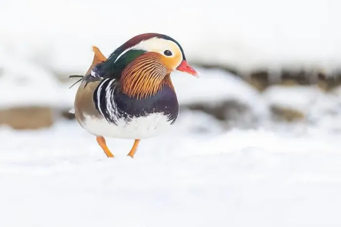 Framed Print : Male Mandarin duck (Aix galericulata) in winter Framed Print : Male Mandarin duck (Aix galericulata) in winter